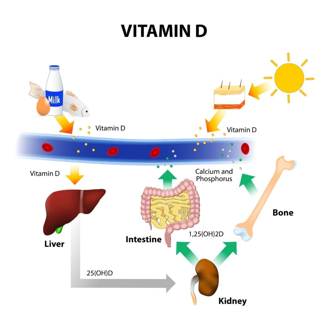 vitamin D synthesis