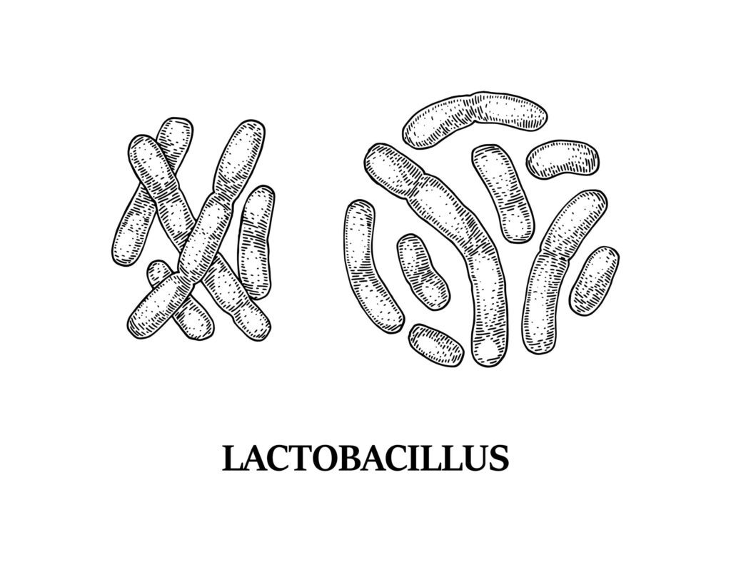 lactobacillus